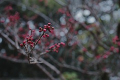 雨の日の梅の花