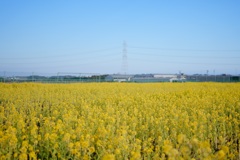 菜の花畑と緑のフェンス