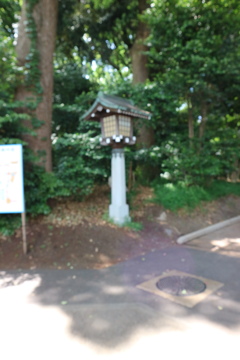 緑と光の美しさ木漏れ日の中で　冨安泰生