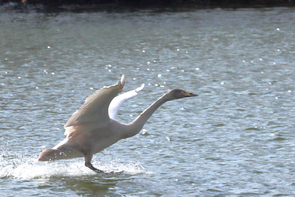 Landing on the water 