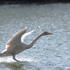 Landing on the water 