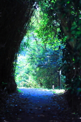 椿のトンネル