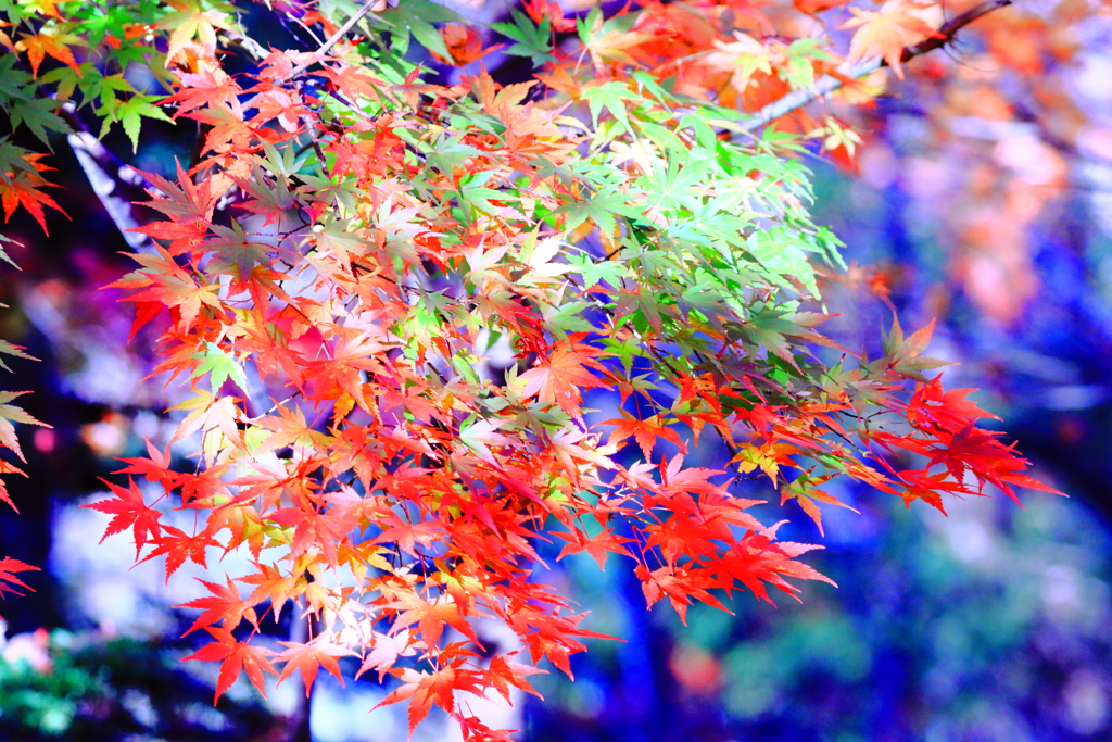 カラフル紅葉