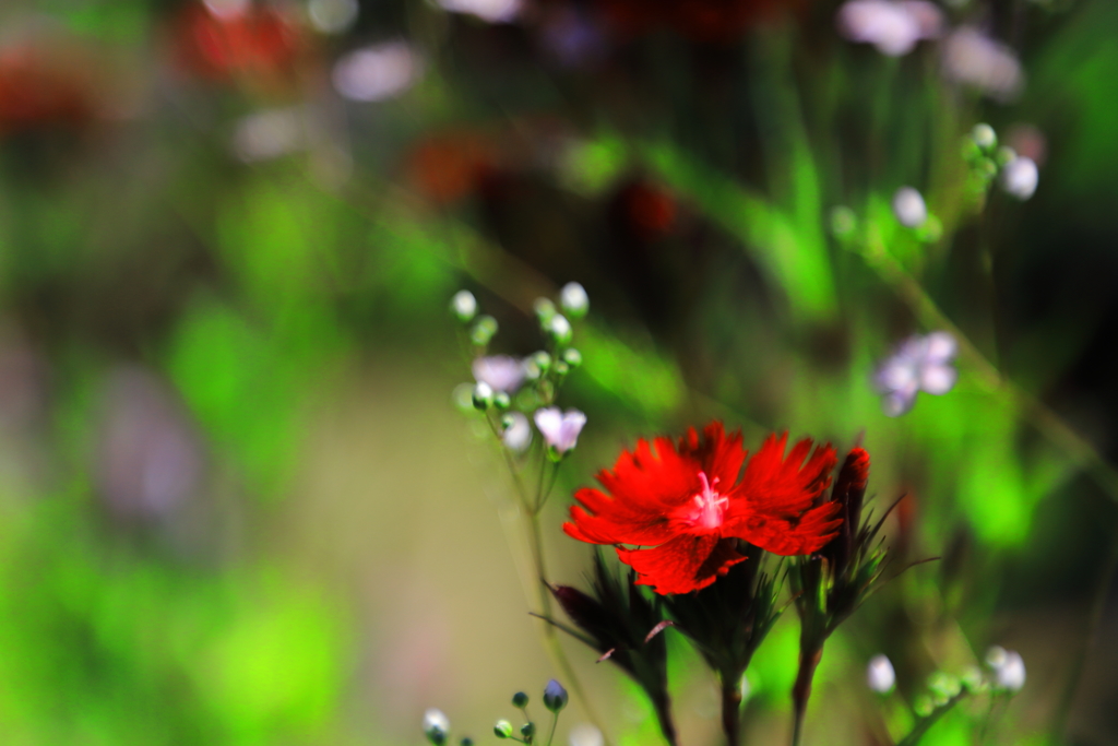 深紅の花