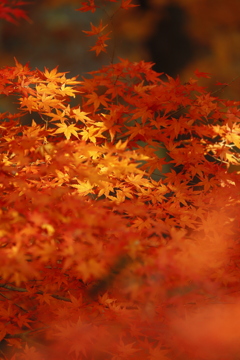 磊々峡の照紅葉