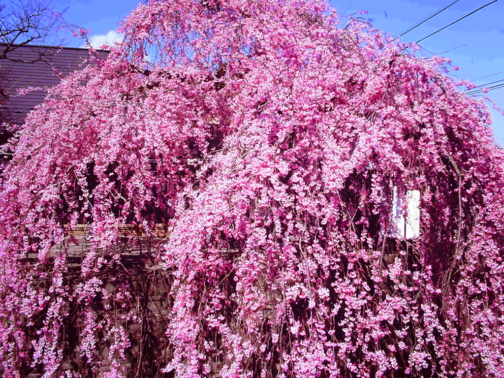 石橋屋の桜