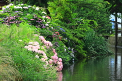 水辺に咲く紫陽花