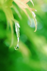 朝露