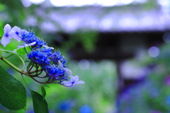 資福寺の紫陽花