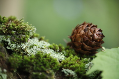 苔に松毬