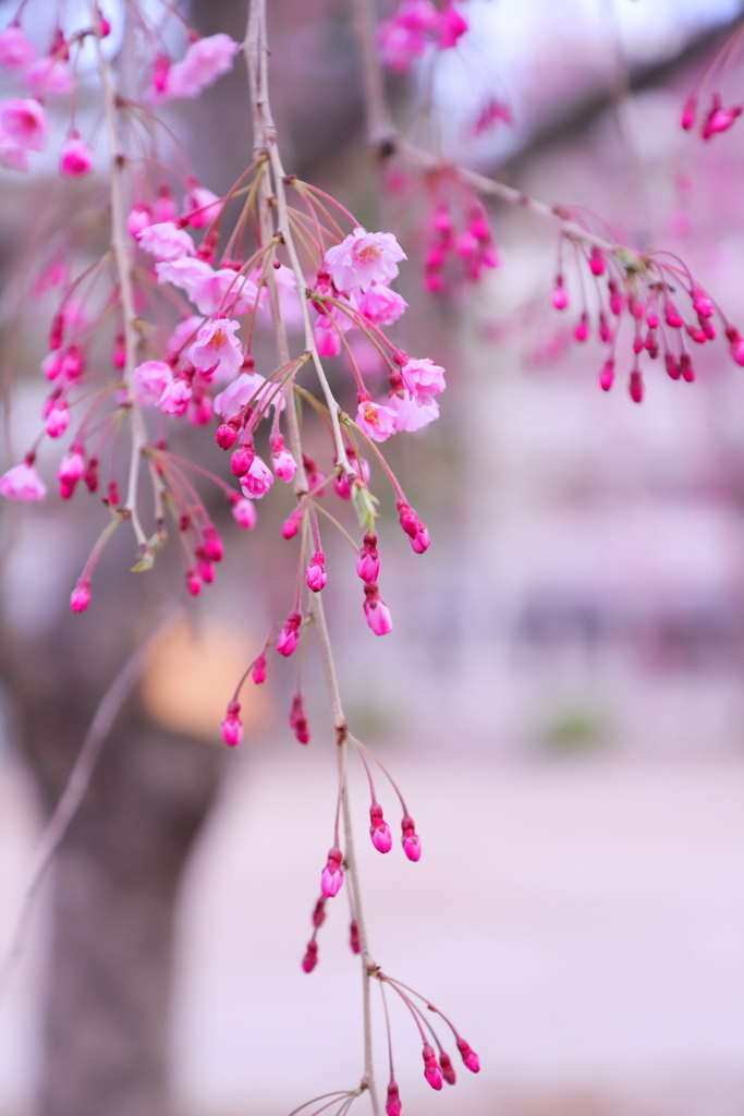 北三公園の枝垂れ桜