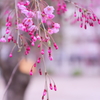 北三公園の枝垂れ桜