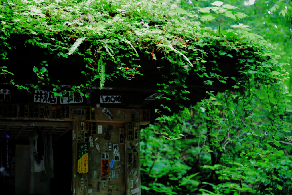 草葺き屋根