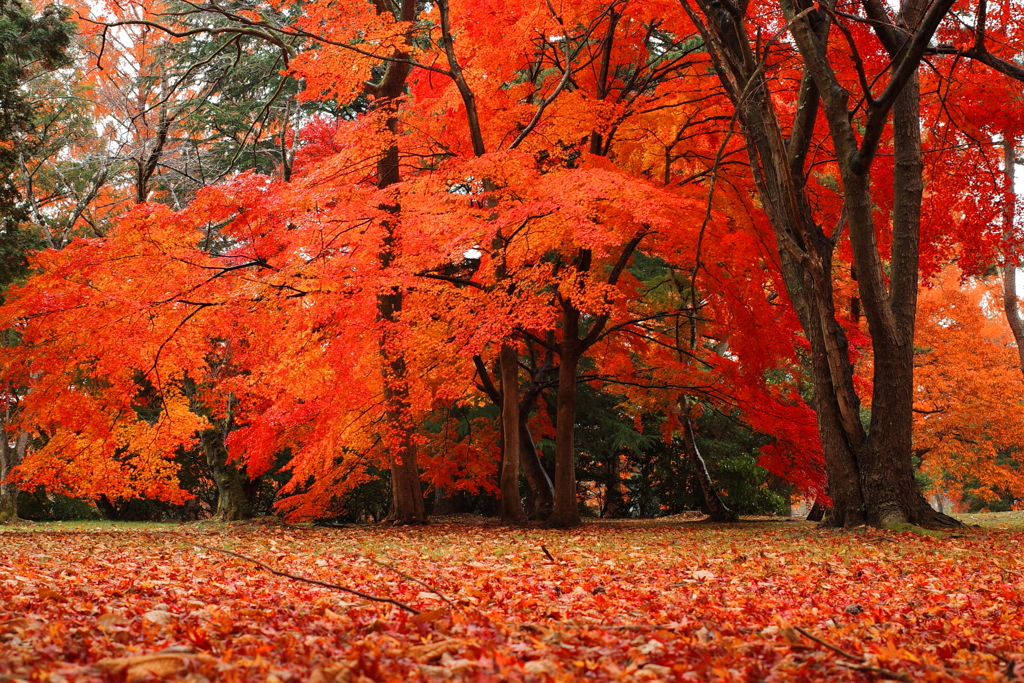 紅葉ピーク