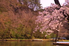 猊鼻渓お小夜桜