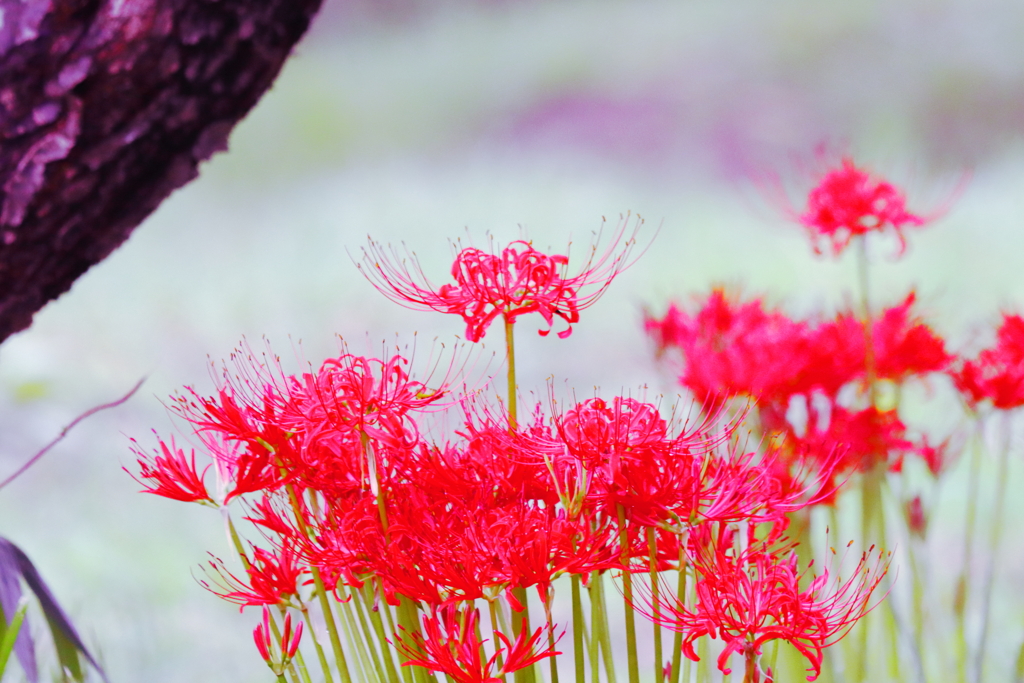 今日の花