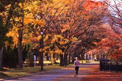 紅葉を駆けるポニー