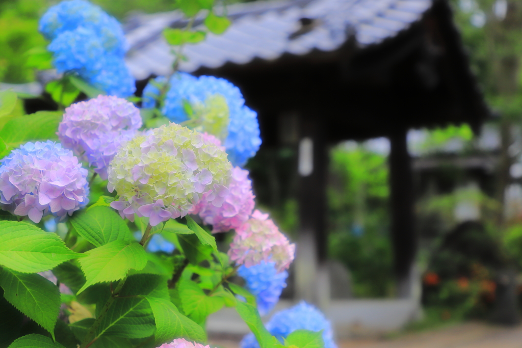 資福寺の紫陽花