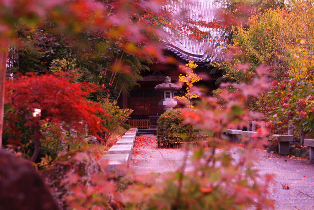 資福寺の紅葉