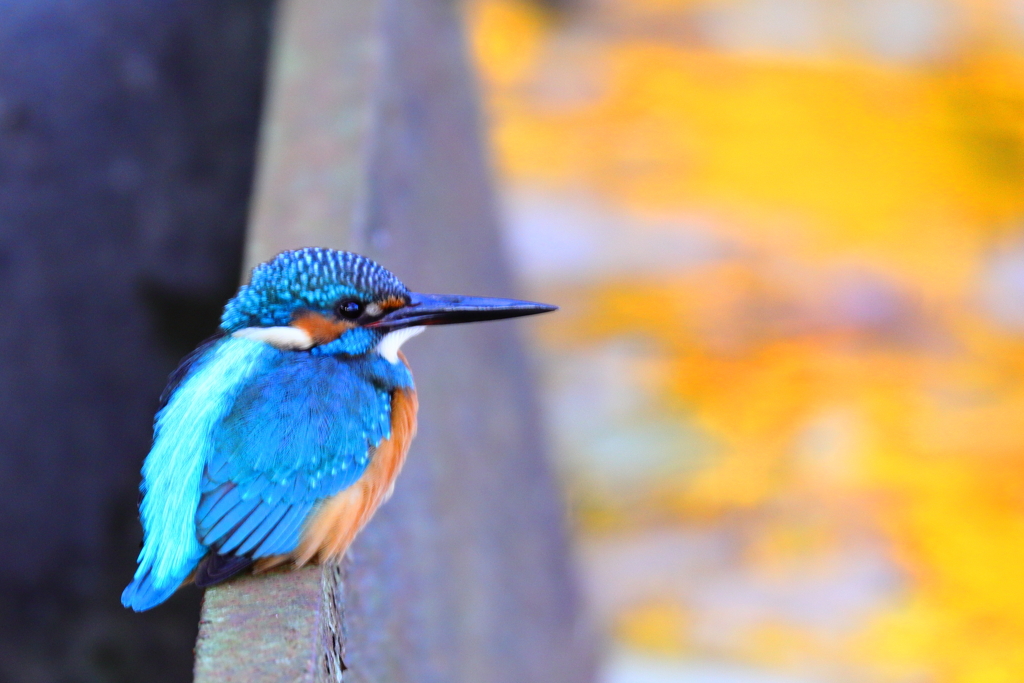 Kingfisher Blue