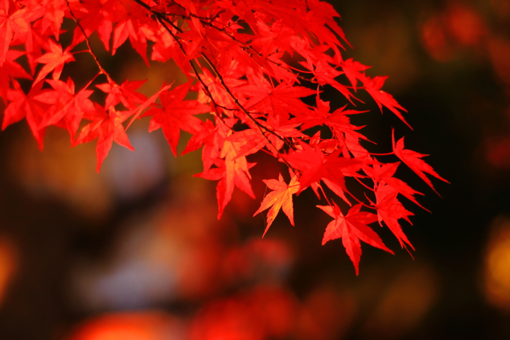 真紅の紅葉