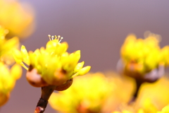 資福寺のサンシュユの花