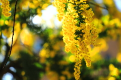 秘密の恋（Mimosa)