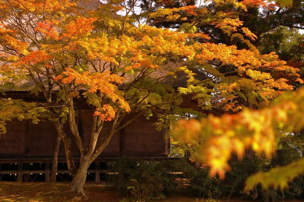 秋色の毛越寺