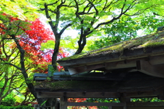 苔むした屋根