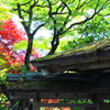 苔むした屋根