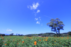 草原と青空