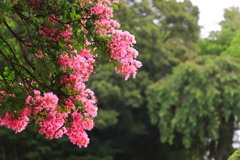 百日紅の花