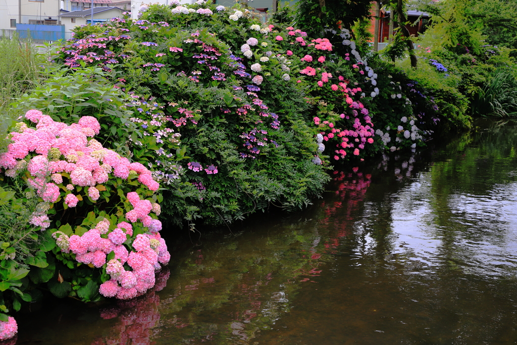 カラフルなアジサイRiver