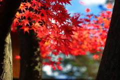 有備館紅葉