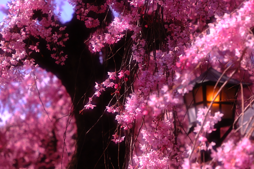 石橋屋の桜