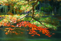 有備館の紅葉