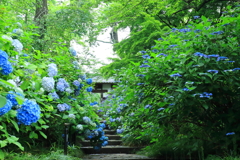 雨上がりの紫陽花