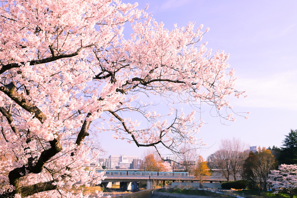 広瀬川の桜