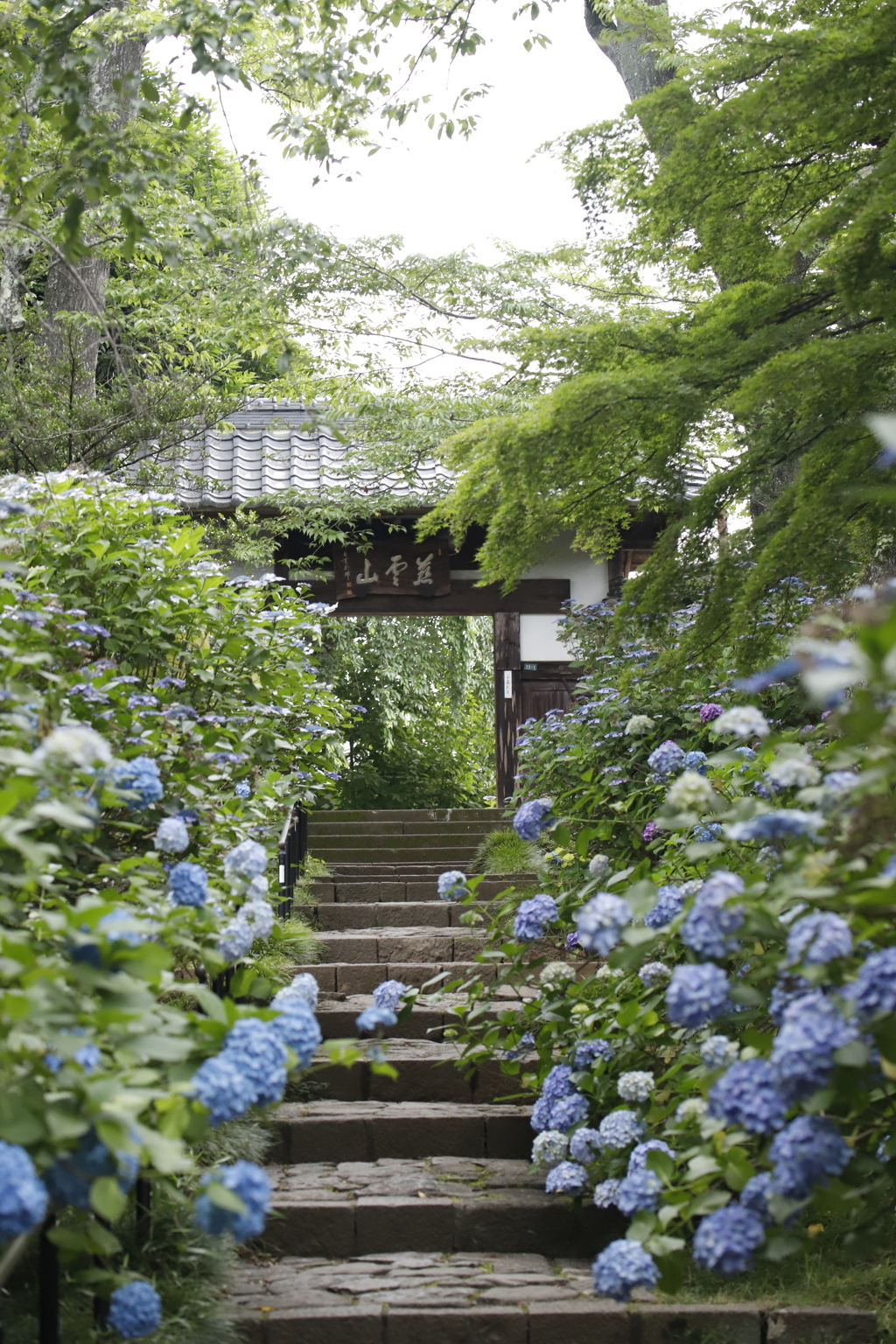 紫陽花参道