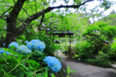 資福寺庭園