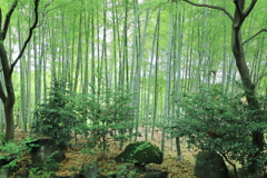 資福寺の竹林