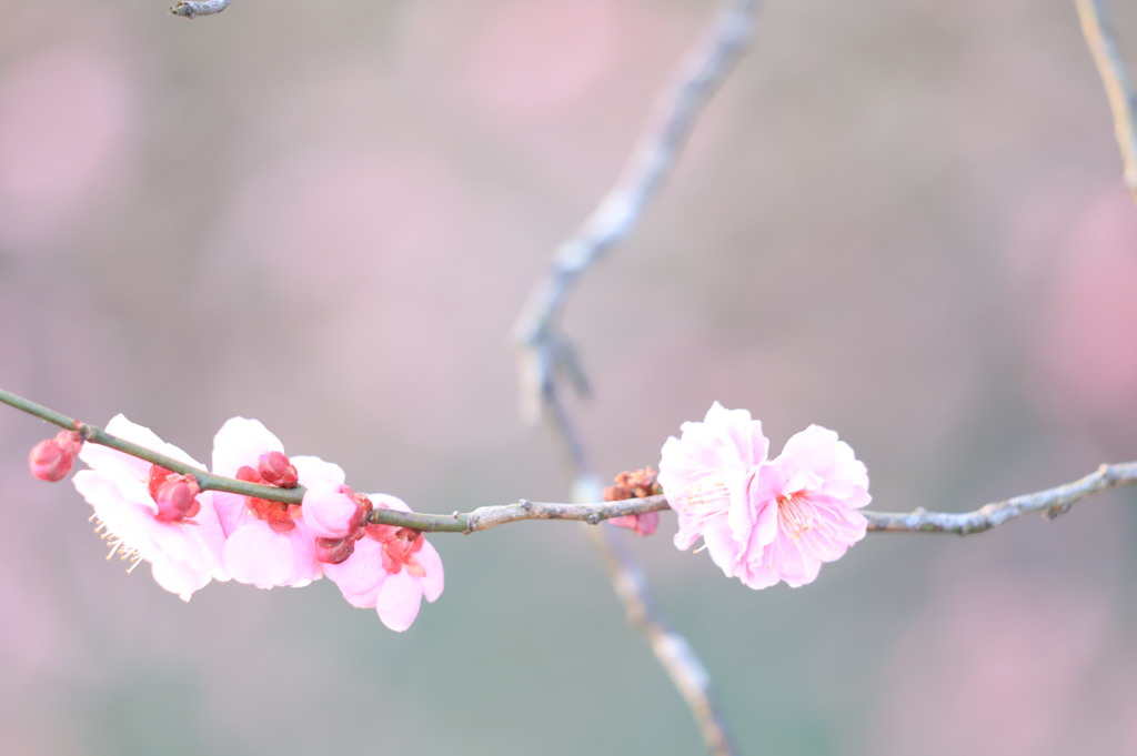 春の兆し