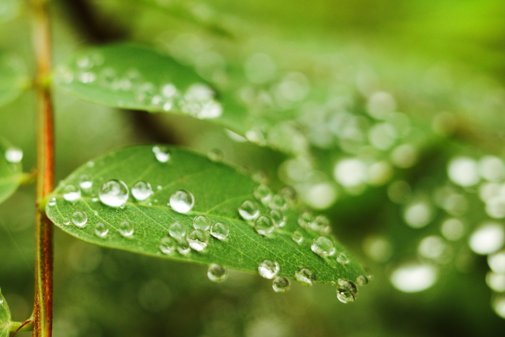 雨上がり