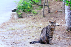 資福寺の猫