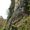 芽吹く巌