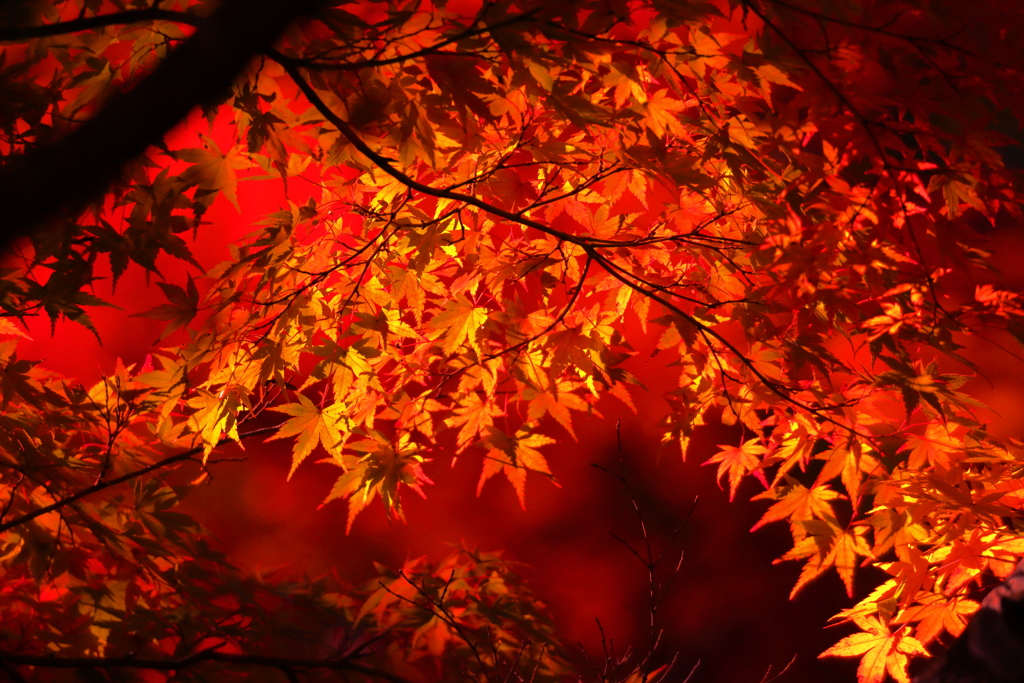 照紅葉