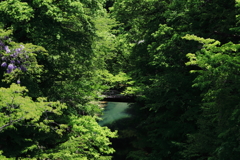 大倉川渓流