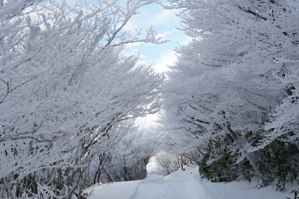 御在所岳の樹氷-01