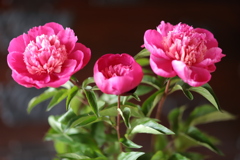 芍薬
