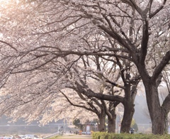 散歩道の桜